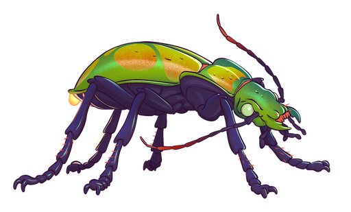 Insecte de feu